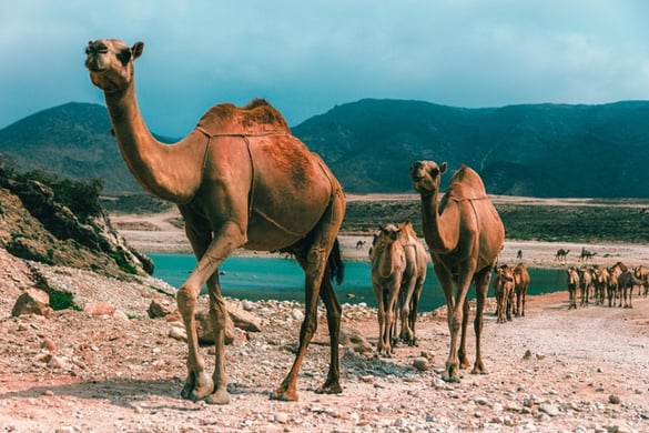Destinations 11 Through 15 - Africa and the Middle East