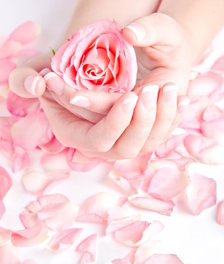 Beautifully manicured hands resting on a bouquet of pink roses